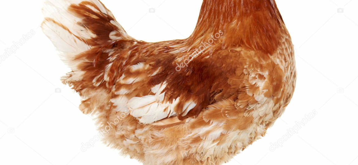 Brown rooster on white background, isolated object, live chicken, one closeup farm animal