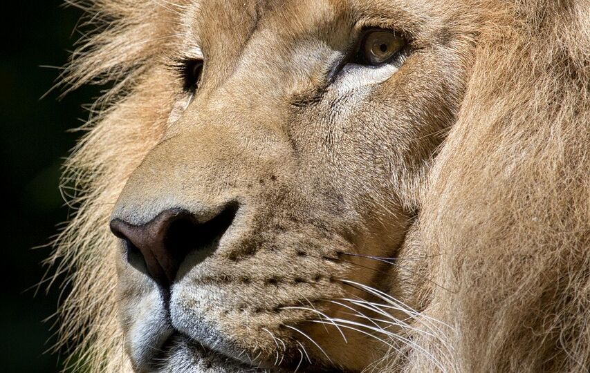 lion-1155562_1280