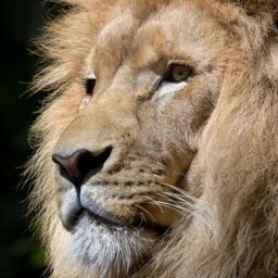lion-1155562_1280